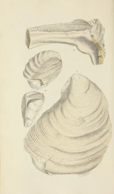 The mineral conchology of Great Britain Pl.522 von James Sowerby