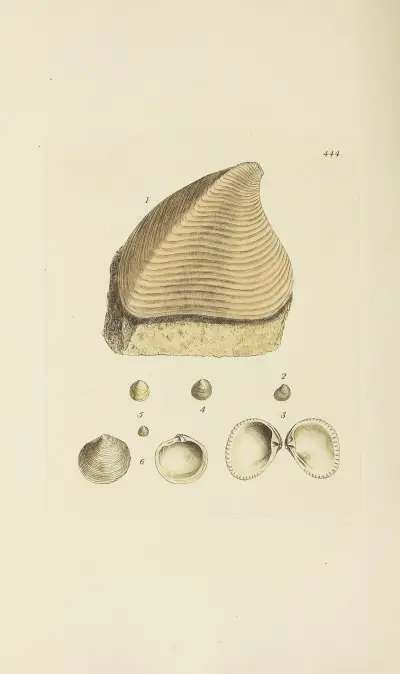 The mineral conchology of Great Britain Pl.526 von James Sowerby