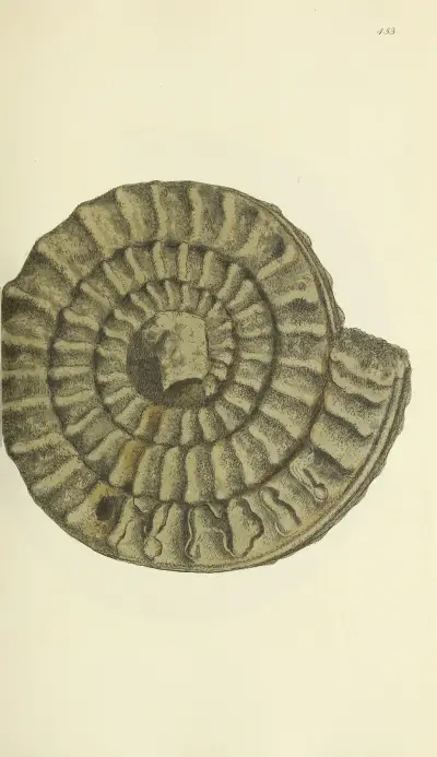 The mineral conchology of Great Britain Pl.535 von James Sowerby