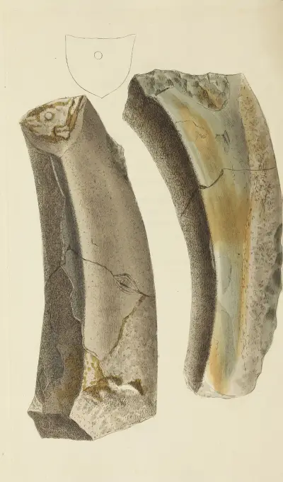 The mineral conchology of Great Britain Pl.538 von James Sowerby