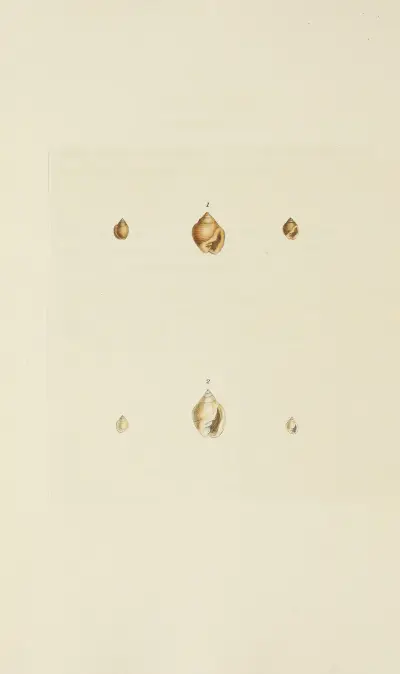 The mineral conchology of Great Britain Pl.546 von James Sowerby