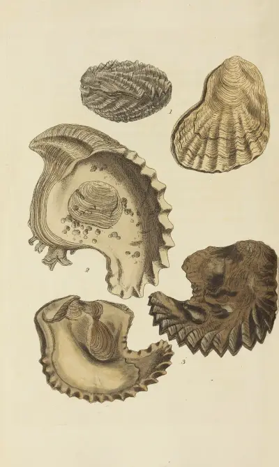 The mineral conchology of Great Britain Pl.549 von James Sowerby
