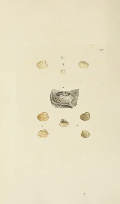 The mineral conchology of Great Britain Pl.556 von James Sowerby