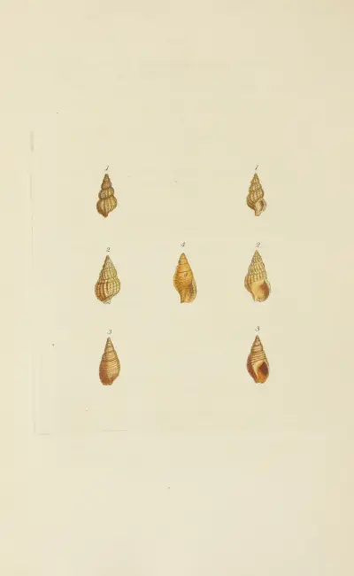The mineral conchology of Great Britain Pl.558 von James Sowerby