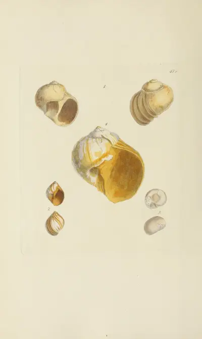 The mineral conchology of Great Britain Pl.560 von James Sowerby