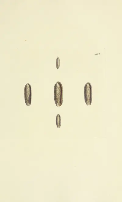 The mineral conchology of Great Britain Pl.568 von James Sowerby