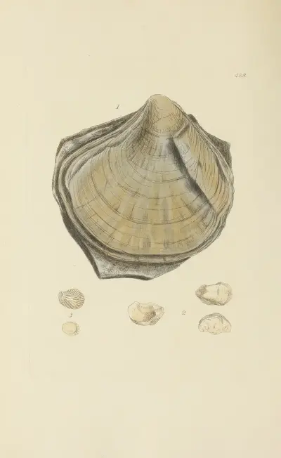 The mineral conchology of Great Britain Pl.569 von James Sowerby