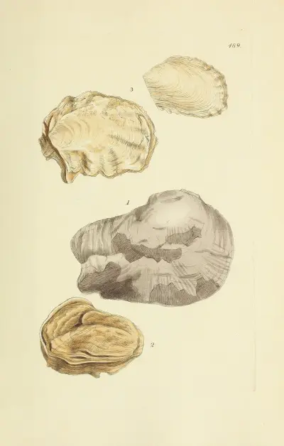 The mineral conchology of Great Britain Pl.570 von James Sowerby