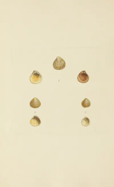 The mineral conchology of Great Britain Pl.571 von James Sowerby