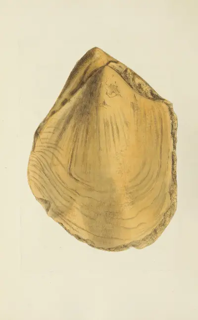 The mineral conchology of Great Britain Pl.573 von James Sowerby
