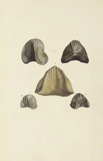 The mineral conchology of Great Britain Pl.576 von James Sowerby
