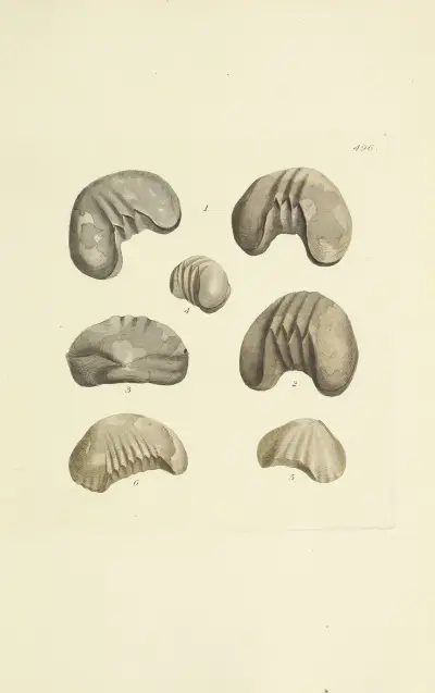 The mineral conchology of Great Britain Pl.577 von James Sowerby