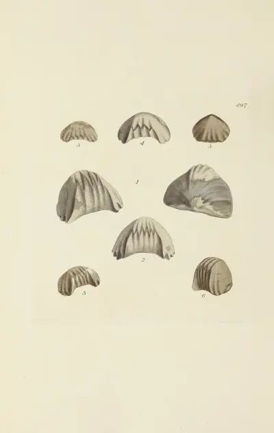 The mineral conchology of Great Britain Pl.578 von James Sowerby