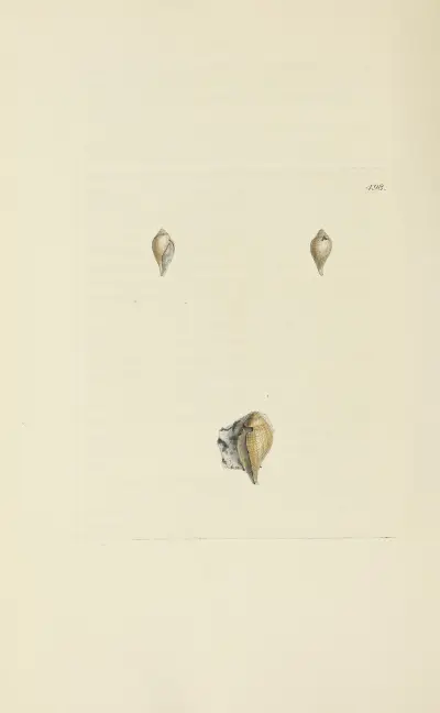 The mineral conchology of Great Britain Pl.579 von James Sowerby