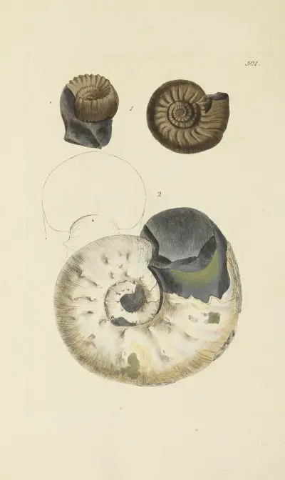 The mineral conchology of Great Britain Pl.582 von James Sowerby