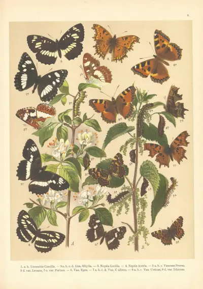 Atlas motýlů střední Evropy Pl.10 av Jan John
