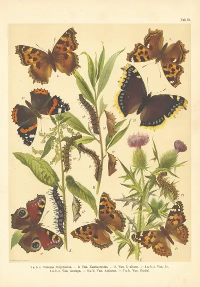 Atlas motýlů střední Evropy Pl.11 av Jan John