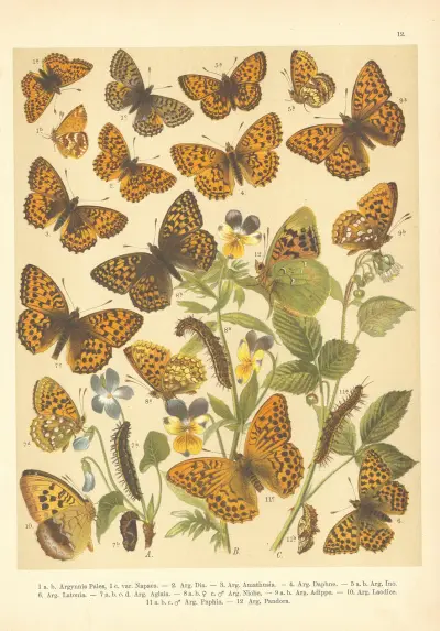 Atlas motýlů střední Evropy Pl.13 av Jan John