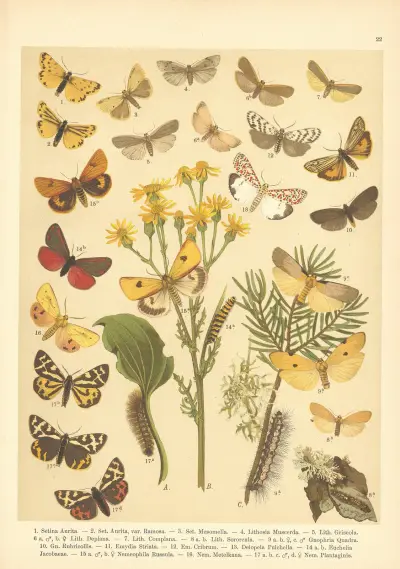 Atlas motýlů střední Evropy Pl.23 av Jan John