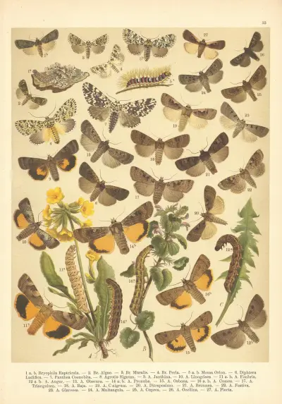 Atlas motýlů střední Evropy Pl.34 av Jan John