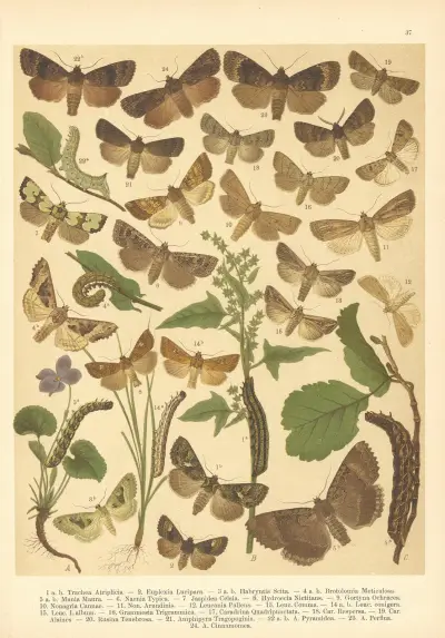 Atlas motýlů střední Evropy Pl.38 av Jan John