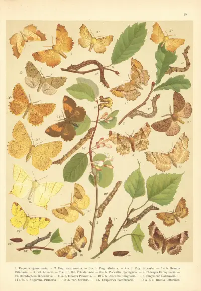 Atlas motýlů střední Evropy Pl.46 av Jan John