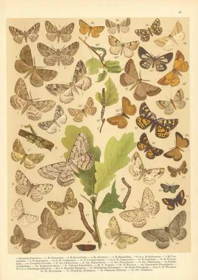 Atlas motýlů střední Evropy Pl.48 av Jan John