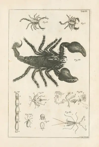 The book of nature, or, The history of insects Pl.03, Jan Swammerdam