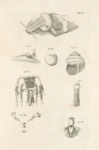 The book of nature, or, The history of insects Pl.04, Jan Swammerdam