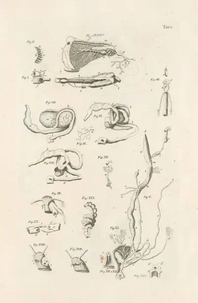 The book of nature, or, The history of insects Pl.05, Jan Swammerdam
