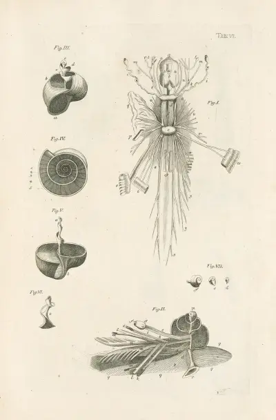 The book of nature, or, The history of insects Pl.06, Jan Swammerdam