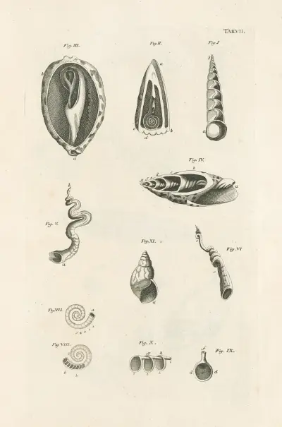 The book of nature, or, The history of insects Pl.07, Jan Swammerdam