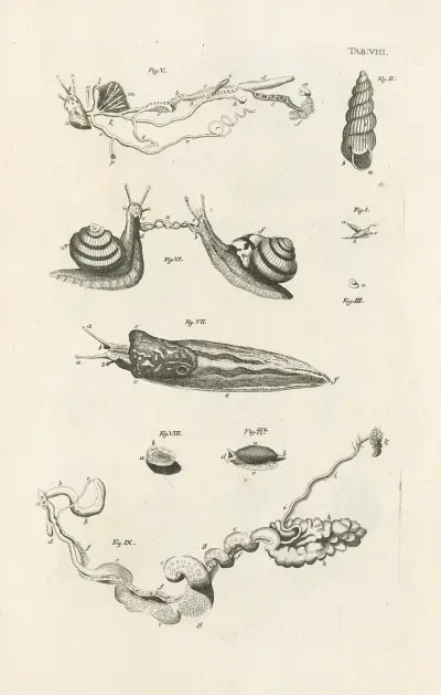 The book of nature, or, The history of insects Pl.08, Jan Swammerdam
