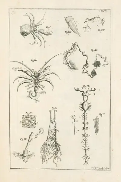 The book of nature, or, The history of insects Pl.11, Jan Swammerdam
