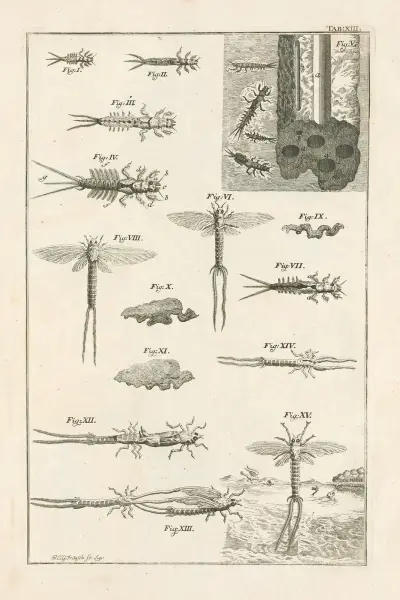 The book of nature, or, The history of insects Pl.13, Jan Swammerdam