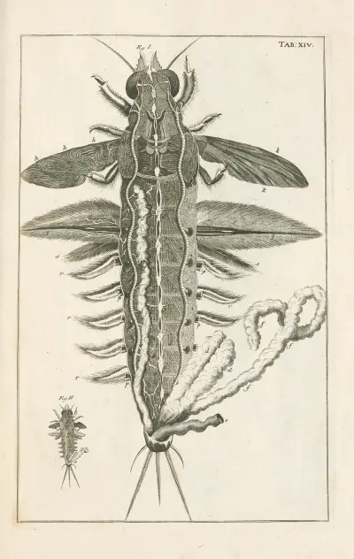 The book of nature, or, The history of insects Pl.14, Jan Swammerdam