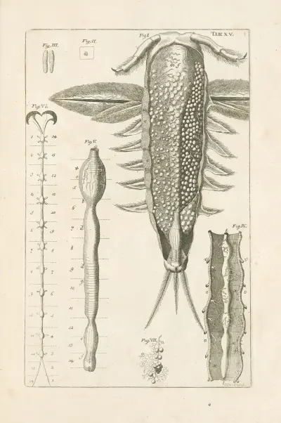 The book of nature, or, The history of insects Pl.15, Jan Swammerdam