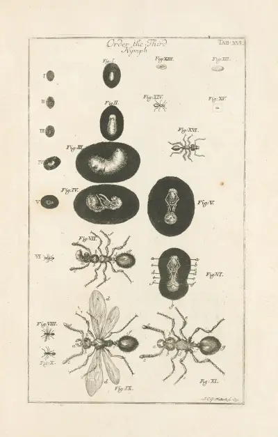 The book of nature, or, The history of insects Pl.16 av Jan Swammerdam