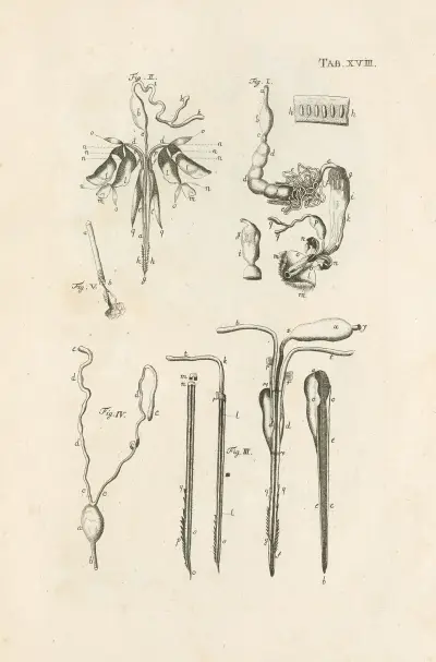 The book of nature, or, The history of insects Pl.18, Jan Swammerdam
