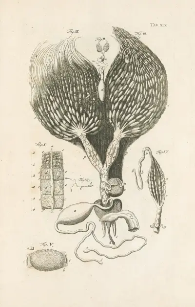 The book of nature, or, The history of insects Pl.19, Jan Swammerdam