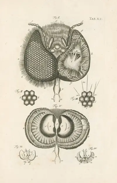 The book of nature, or, The history of insects Pl.20, Jan Swammerdam