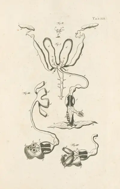 The book of nature, or, The history of insects Pl.21, Jan Swammerdam