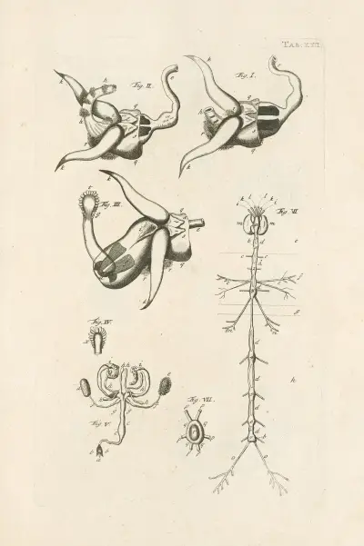 The book of nature, or, The history of insects Pl.22, Jan Swammerdam