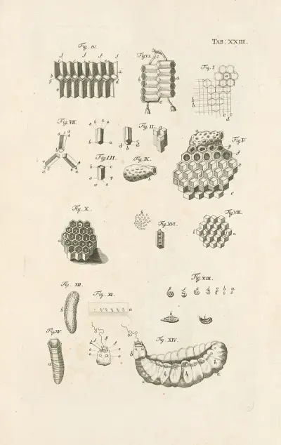 The book of nature, or, The history of insects Pl.23, Jan Swammerdam