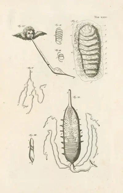 The book of nature, or, The history of insects Pl.24, Jan Swammerdam