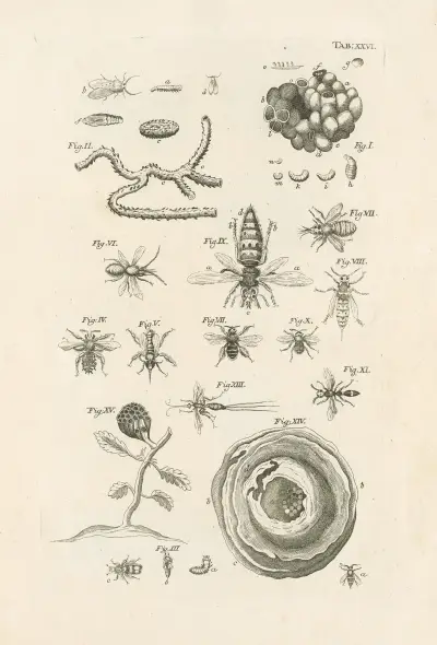 The book of nature, or, The history of insects Pl.26, Jan Swammerdam