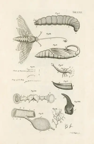 The book of nature, or, The history of insects Pl.29, Jan Swammerdam