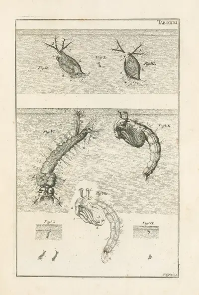 The book of nature, or, The history of insects Pl.31, Jan Swammerdam