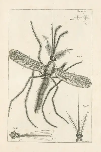 The book of nature, or, The history of insects Pl.32, Jan Swammerdam