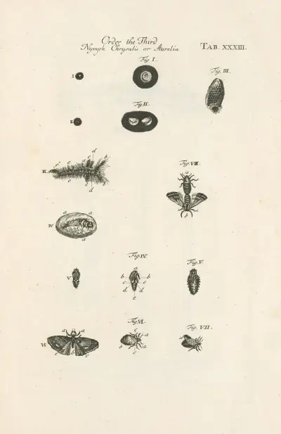 The book of nature, or, The history of insects Pl.33, Jan Swammerdam